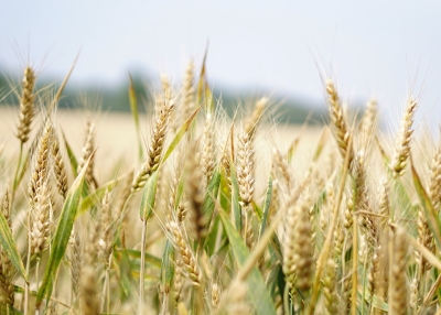 Grain