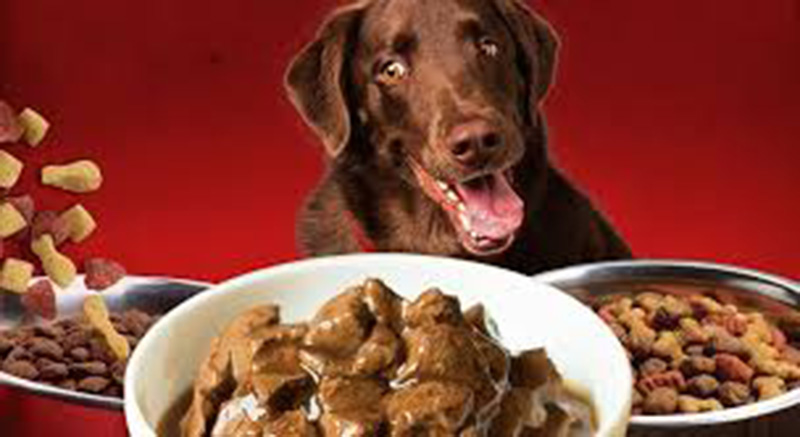 Phân loại thức ăn khô và ướt cho từng giống chó như thế nào là phù hợp?