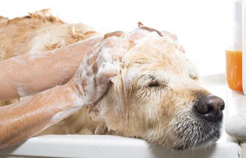 Tắm cho chó thường xuyên