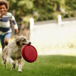 6 món đồ chơi cho chó phổ biến đơn giản dễ làm
