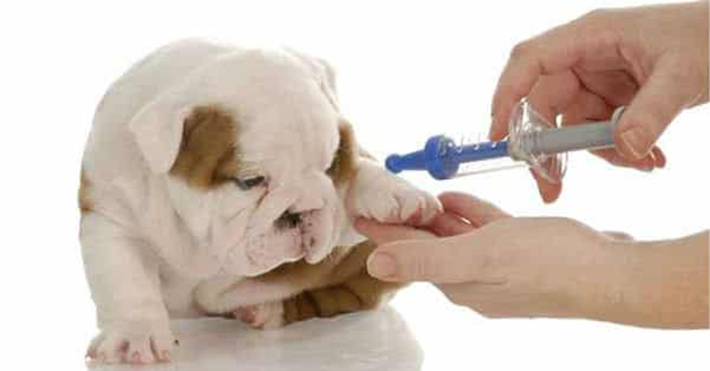 Thuốc tiêm trực tiếp trị ve chó
