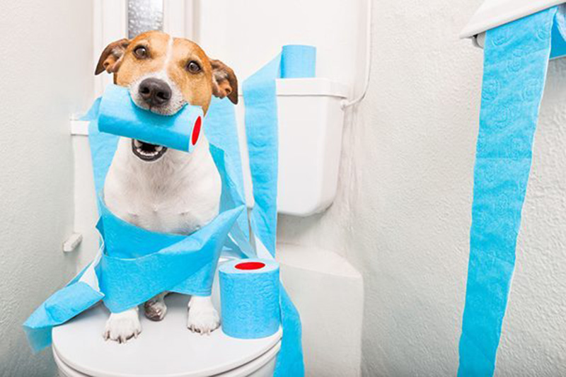 Mẹo hình thành tập tính cho chó đi vệ sinh đúng chổ hiệu quả nhất 2020
