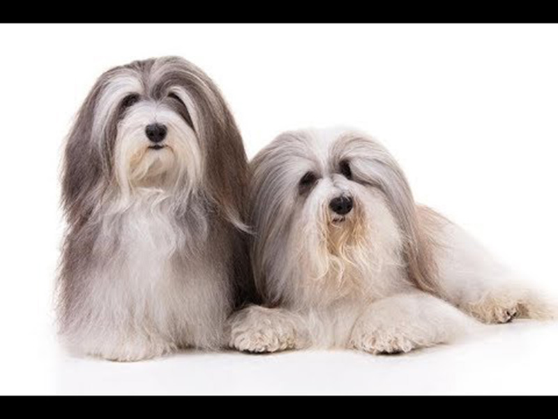 5 giống chó sở hữu bộ lông mượt đẹp và cách chăm sóc
